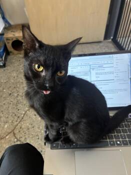 Trip -  Domestic Short Hair Cat for Adoption in Columbus, Ohio - Trip | PetCurious