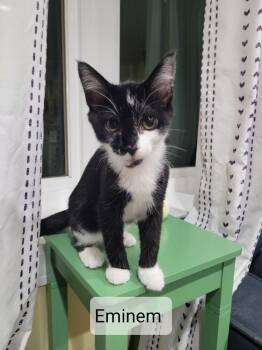 Eminem -  Domestic Short Hair Cat for Adoption in Hudson, New Hampshire - Eminem | PetCurious