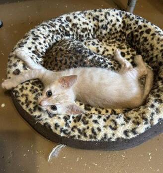 Domestic Short Hair Cats Available for Adoption in Orlando, Florida - Will | PetCurious