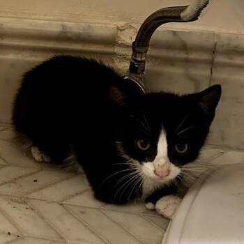 Hadley -  Domestic Short Hair Cat for Adoption in New York, New York - Hadley | PetCurious