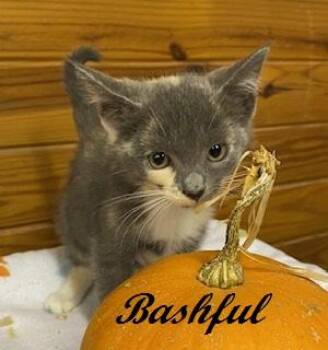 Bashful -  Dilute Calico Cat for Adoption in Southern Pines, North Carolina - Bashful | PetCurious