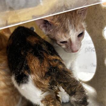 Laffy -  Domestic Short Hair Cat for Adoption in Philadelphia, Pennsylvania - Laffy | PetCurious
