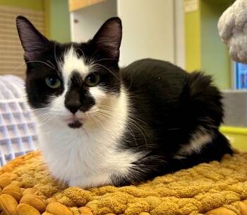 Coven -  Domestic Short Hair Cat for Adoption in Downers Grove, Illinois - Coven | PetCurious
