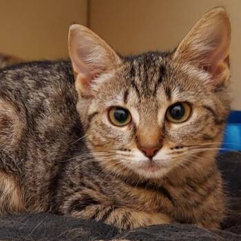 Kenia -  Domestic Short Hair Cat for Adoption in Dayton, Ohio - Kenia | PetCurious