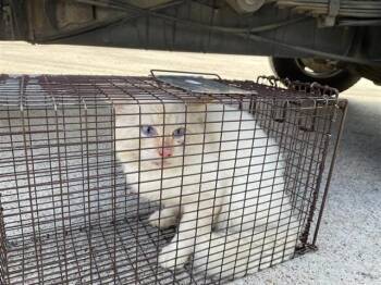 Domestic Short Hair Cats Available for Adoption in Houston, Texas - A656511 | PetCurious