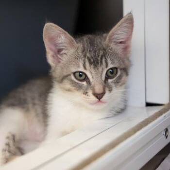 Iguana -  Domestic Short Hair Cat for Adoption in Goleta, California - Iguana | PetCurious