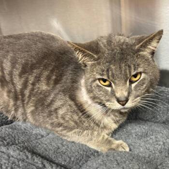 Domestic Short Hair Cats Available for Adoption in Los Angeles, California - Harrison | PetCurious