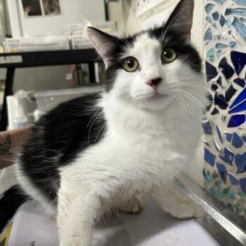 Rescue Domestic Short Hair Cats for Adoption in Pensacola, Florida - BOB | PetCurious