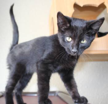 Goose -  Domestic Short Hair Cat for Adoption in Huron, South Dakota - Goose | PetCurious