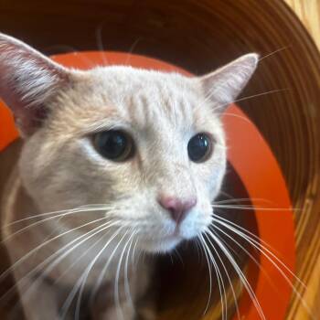 Jack -  Domestic Short Hair Cat for Adoption in Bentonville, Arkansas - Jack | PetCurious