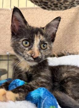 Kona -  Tortoiseshell and Manx Cat for Adoption in Horseshoe Bend, Arkansas - Kona | PetCurious