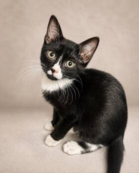 Catria -  Tuxedo Cat for Adoption in Miami, Florida - Catria | PetCurious