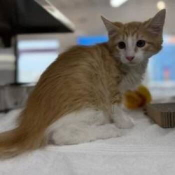 Avocado Toast -  Domestic Medium Hair and Domestic Short Hair Cat for Adoption in Bullhead City, Arizona - Avocado Toast | PetCurious