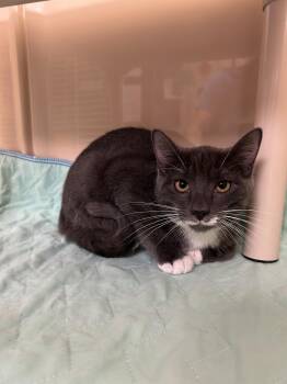 Ozzy Cat -  Domestic Short Hair Cat for Adoption in Lancaster, Pennsylvania - Ozzy Cat | PetCurious