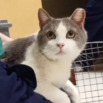 Domestic Short Hair Cats Available for Adoption in Baltimore, Maryland - Tivoli | PetCurious