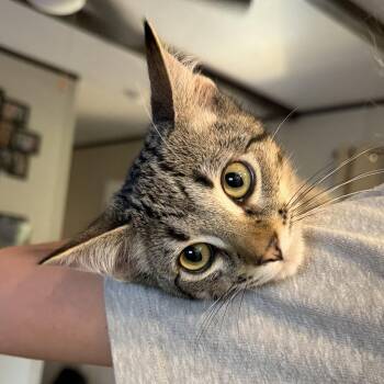 Aster II -  Domestic Short Hair Cat for Adoption in Houston, Texas - Aster II | PetCurious