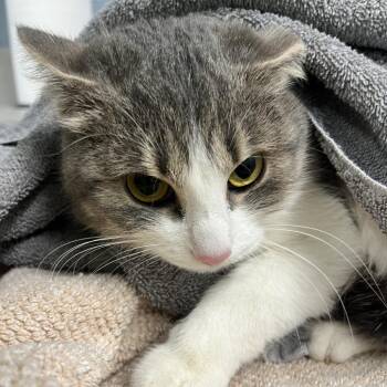 Domestic Short Hair Cats Available for Adoption - Aquamarine | PetCurious