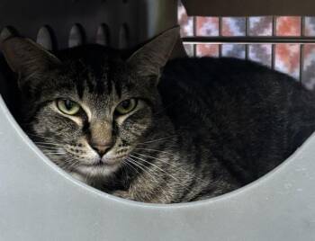 Domestic Short Hair Cats Available for Adoption in Vancouver, Washington - Sammy | PetCurious