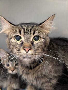 Samoa -  Domestic Short Hair Cat for Adoption in Defiance, Ohio - Samoa | PetCurious
