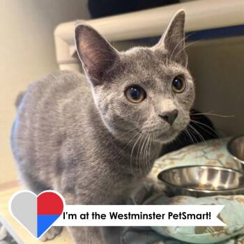 Bodega -  Domestic Short Hair Cat for Adoption in Fort Collins, Colorado - Bodega | PetCurious