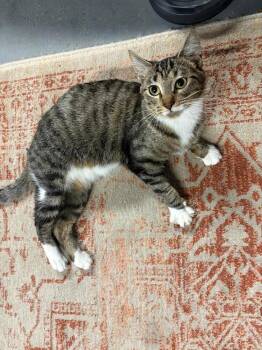 Rescue Domestic Short Hair Cats for Adoption in Oak Park, Michigan - Farrah | PetCurious