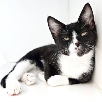 YinYang -  Domestic Short Hair Cat for Adoption in Oakland, California - YinYang | PetCurious