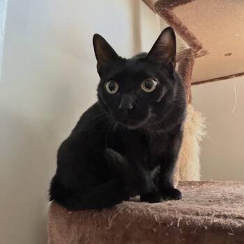Tullamore (Tully) -  Domestic Short Hair Cat for Adoption in Las Vegas, Nevada - Tullamore (Tully) | PetCurious