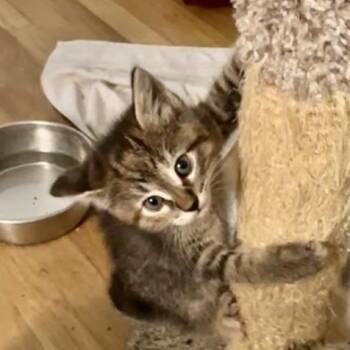 Rescue Tabby Cats for Adoption in Bloomington, Minnesota - Dixie | PetCurious
