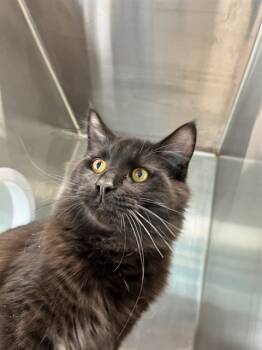 Rescue Domestic Medium Hair Cats for Adoption in Bloomington, Illinois - A313034 | PetCurious