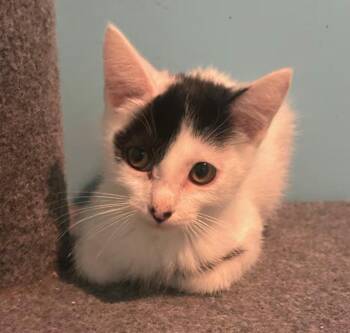Domestic Short Hair Cats Available for Adoption - Wyatt | PetCurious