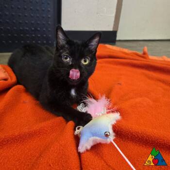 Punkin -  Domestic Short Hair Cat Available for Adoption in Douglas, Wyoming - Punkin | PetCurious