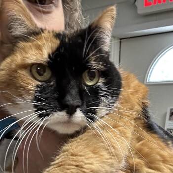 Domestic Short Hair Cats Available for Adoption in Newport, North Carolina - Amish | PetCurious