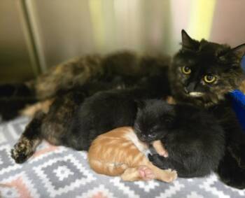 Tortellini -  Domestic Short Hair and Domestic Long Hair Cat for Adoption in Dickson, Tennessee - Tortellini | PetCurious