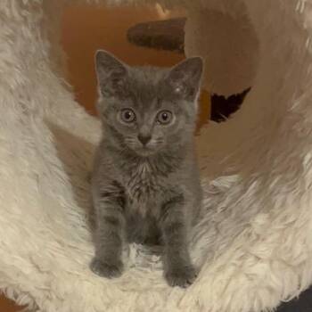 Russian Blue and Domestic Short Hair Cats Available for Adoption in UNIVERSITY PA, Maryland - Eeyore | PetCurious