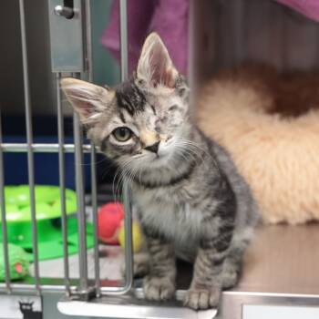 Rescue Domestic Long Hair Cats for Adoption in Goleta, California - Sunny (Gallup 1) | PetCurious