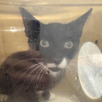 Remi -  Domestic Short Hair Cat for Adoption in Philadelphia, Pennsylvania - Remi | PetCurious