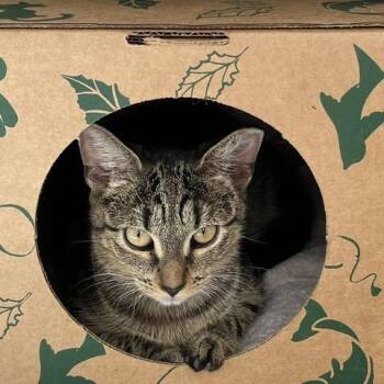 Betty Build a Bear [pink] -  Domestic Short Hair Cat for Adoption in Baltimore, Maryland - Betty Build A Bear [pink] | PetCurious
