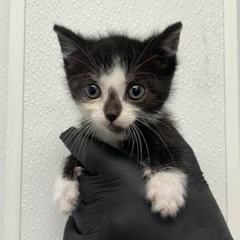 Odessa -  Domestic Short Hair Cat for Adoption in Abilene, Texas - Odessa | PetCurious
