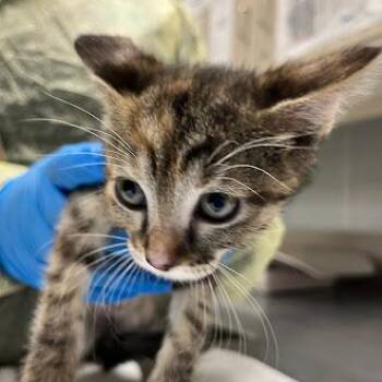 SHEILA -  Domestic Short Hair Cat for Adoption in Las Vegas, Nevada - SHEILA | PetCurious