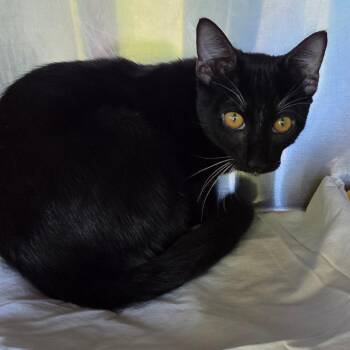 Betta -  Domestic Short Hair Cat for Adoption in Asheville, North Carolina - Betta | PetCurious