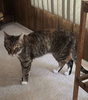 Rescue Domestic Short Hair Cats for Adoption in San Jose, California - Lizzie Lou (Courtesy Post) | PetCurious