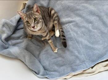 Domestic Short Hair Cats Available for Adoption in Lancaster, California - Starbuck | PetCurious