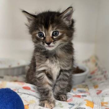 Pumice -  Domestic Medium Hair Cat for Adoption in Phoenix, Arizona - Pumice | PetCurious