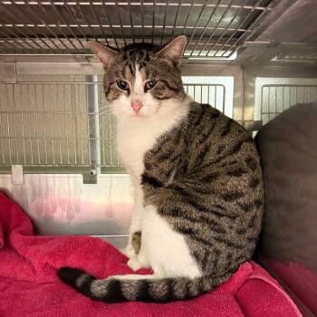 Rescue Domestic Short Hair Cats for Adoption in Bristol, Indiana - Voltron | PetCurious