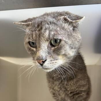 Rescue Domestic Short Hair Cats for Adoption in Rocky Mount, Virginia - Greyson | PetCurious