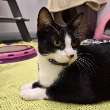 Domestic Short Hair Cats Available for Adoption in West Palm Beach, Florida - Swift | PetCurious