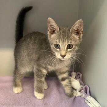 Sage -  Domestic Short Hair Cat for Adoption in Sarasota, Florida - Sage | PetCurious