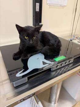 Domestic Short Hair Cats Available for Adoption in West Chester, Pennsylvania - Jellybean | PetCurious