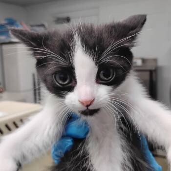 Beethoven -  Domestic Short Hair Cat for Adoption in Summerville, South Carolina - Beethoven | PetCurious