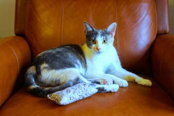 Sophia -  Dilute Calico Cat for Adoption in Urbana, Ohio - Sophia | PetCurious